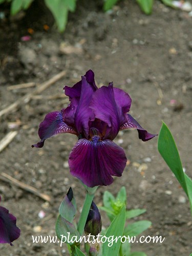 'Maroon Capers' Intermediate Iris